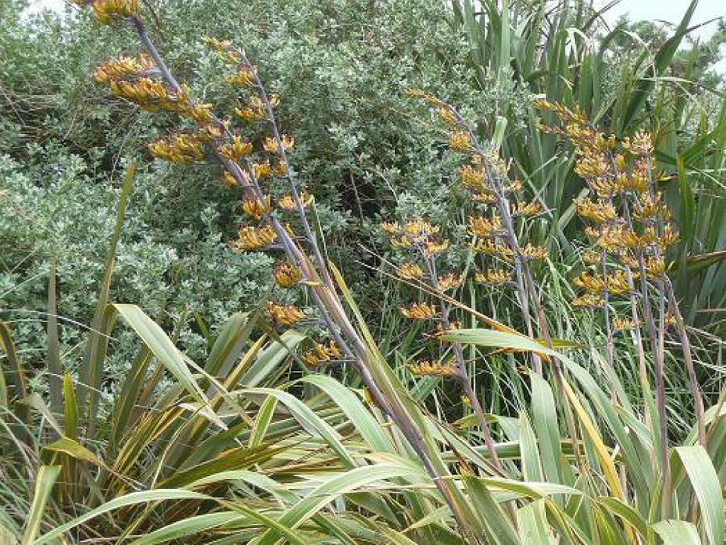 130 Ile de Batz Jardin Georges Delaselle_000048.jpg